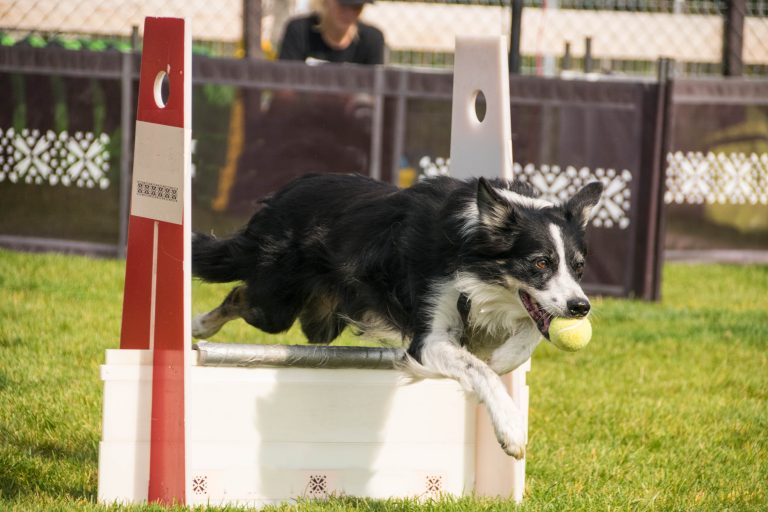 C.O.K.C. Flyball Tournament (MB)