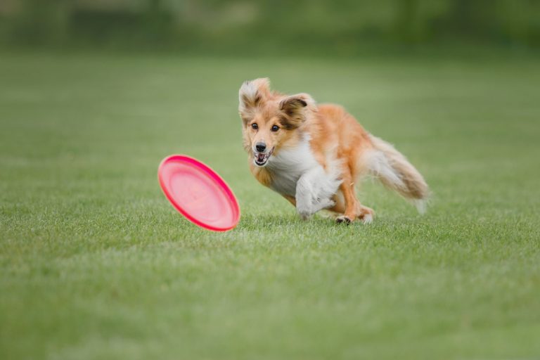 UpDog Challenge – Triple Crown (SK)