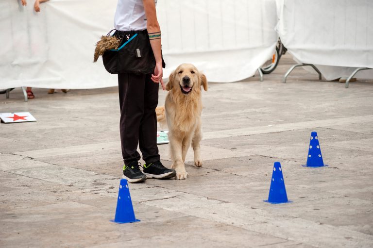 Conformation, Rally & Obedience Trial (MB)