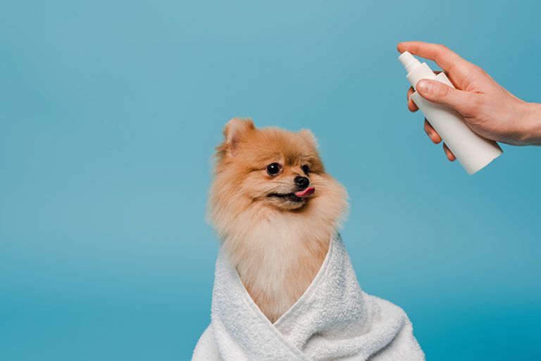 Prepping your Pup for a day at the Spa