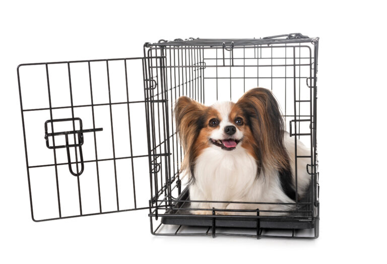 little dog in crate