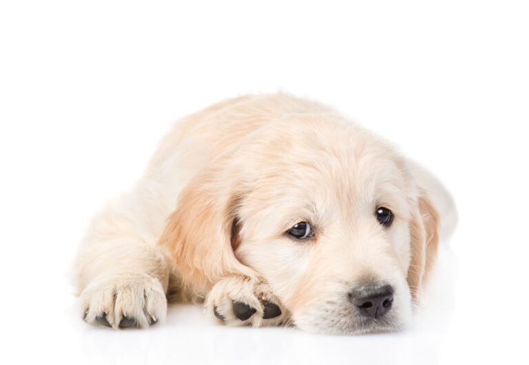 Q & A: When should I start Training a puppy?