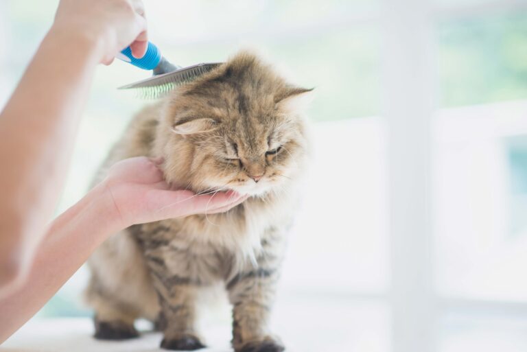 Cats Need Grooming Too!