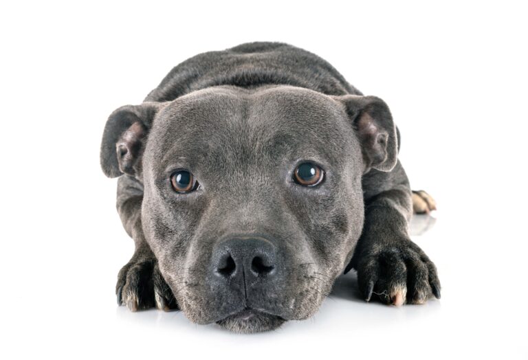 staffordshire bull terrier