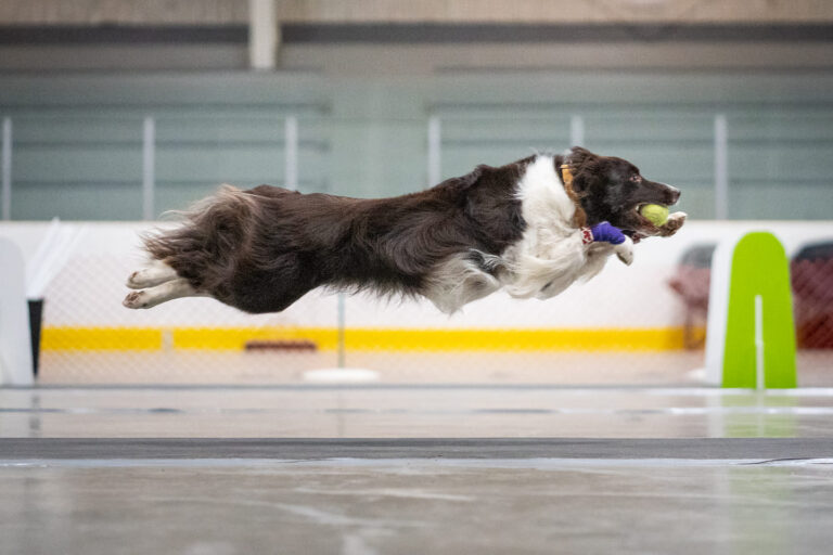 Breakaway 3rd Annual Flyball Tournament