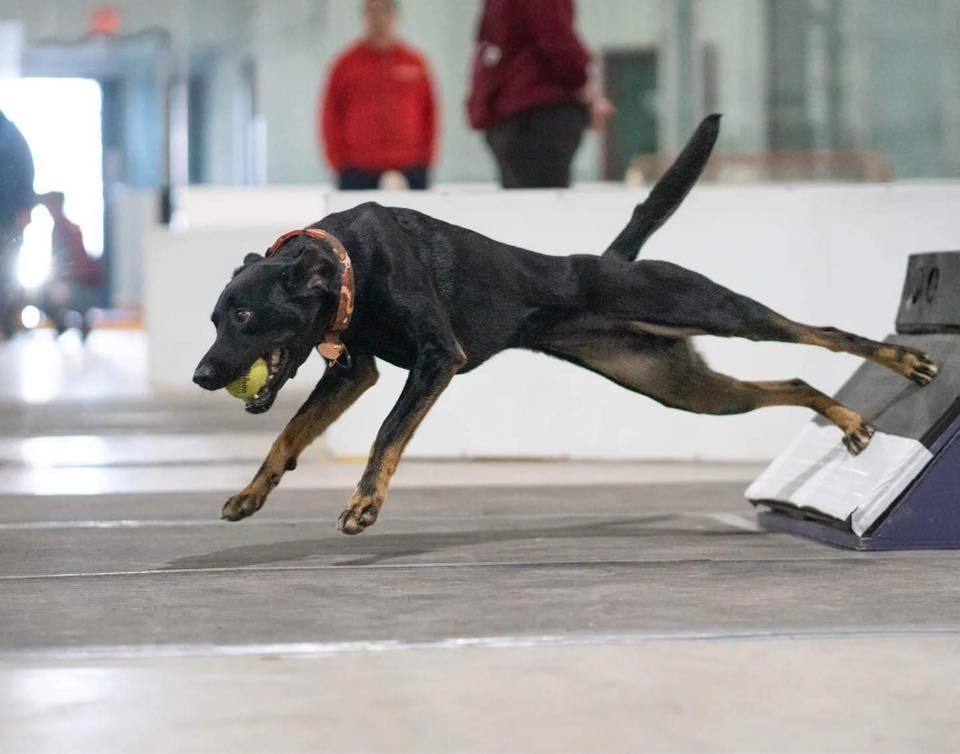 Flyball dog returning off of box.