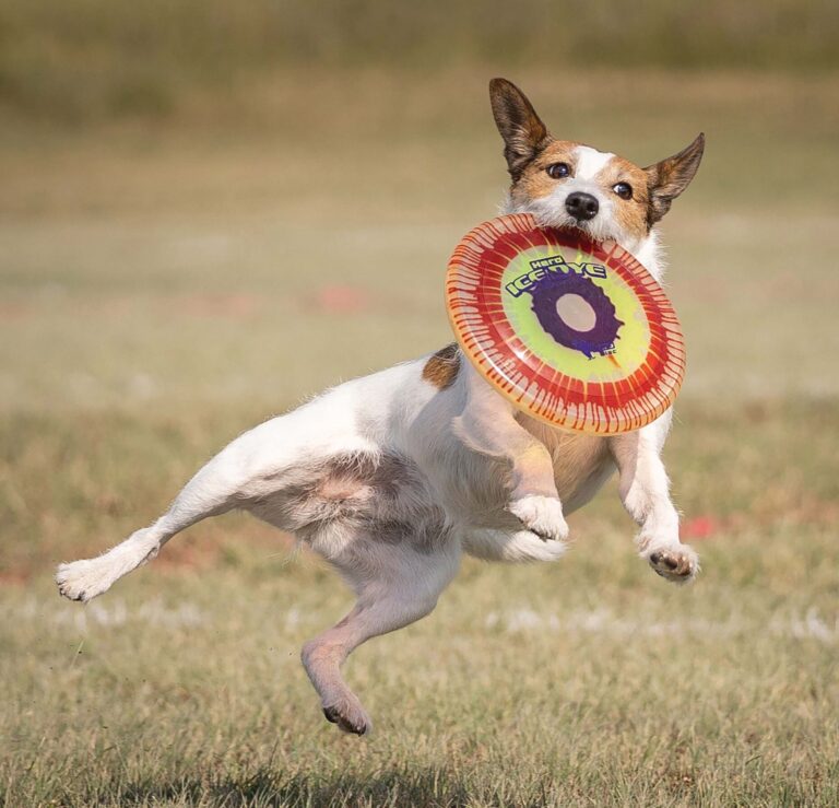 Photo of a dog catching a frisbee.