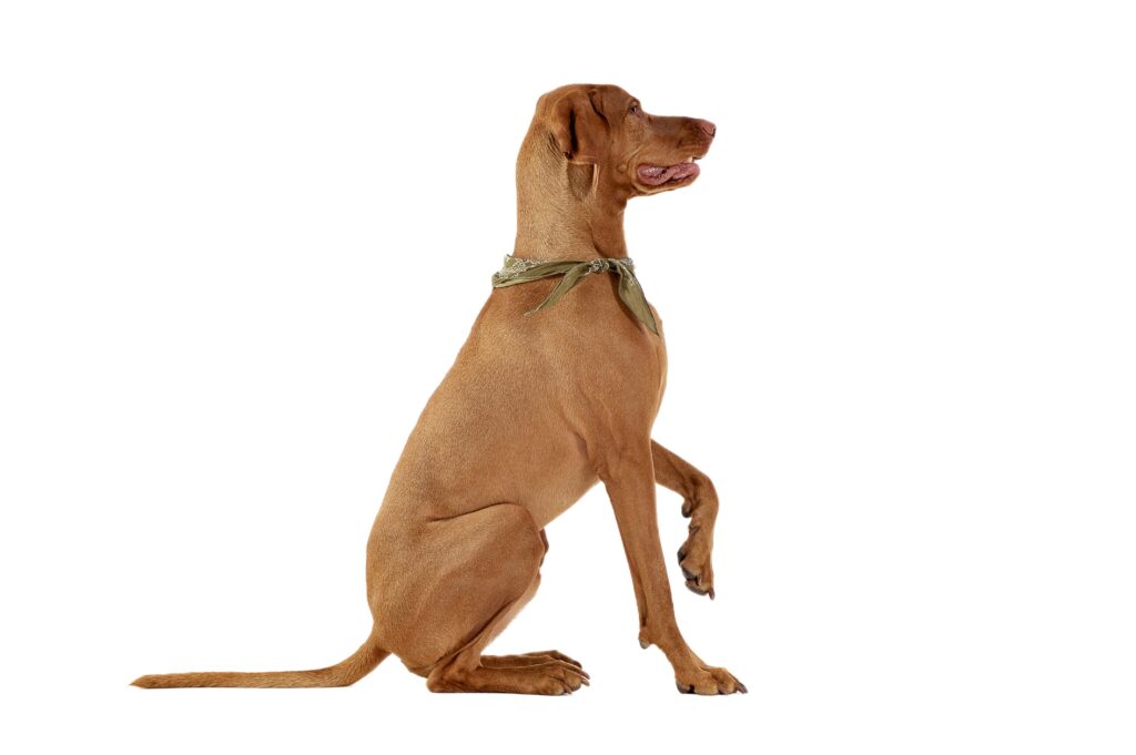 Dog lifting one leg slightly.