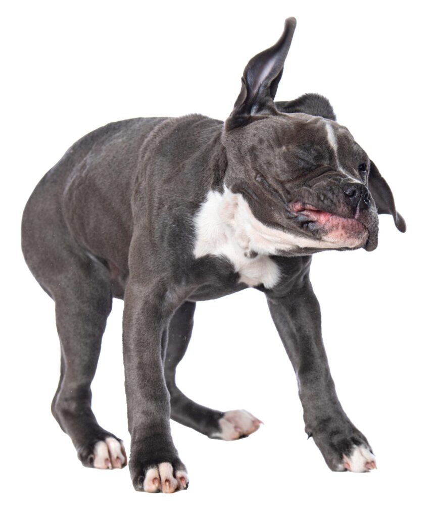 Dog shaking his body to relieve stress. Similar to shaking off water behaviour.