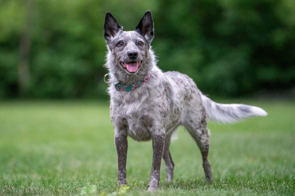 Photo of Australian Cattle Dog