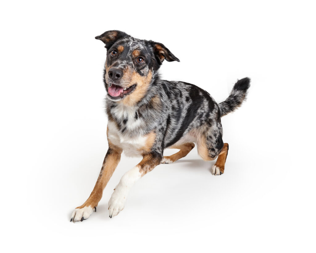 Active Australian Shepherd Crossbreed Dog