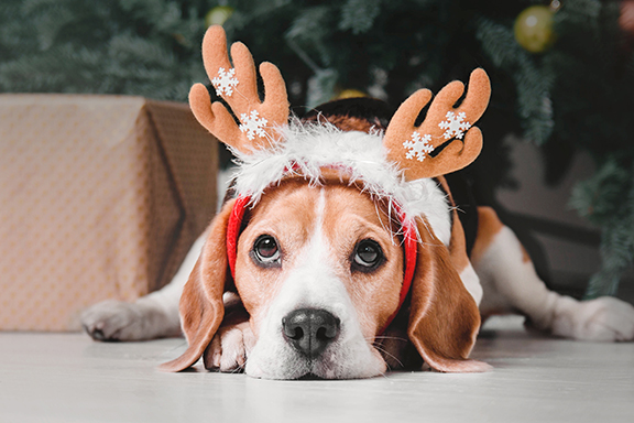 Christmas Family and Pet Photography