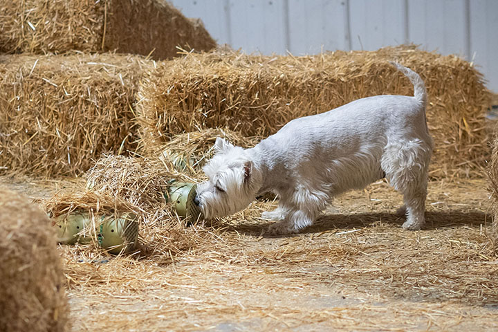 Small breed white dog participating in the instinct category in the barn hunt sport.