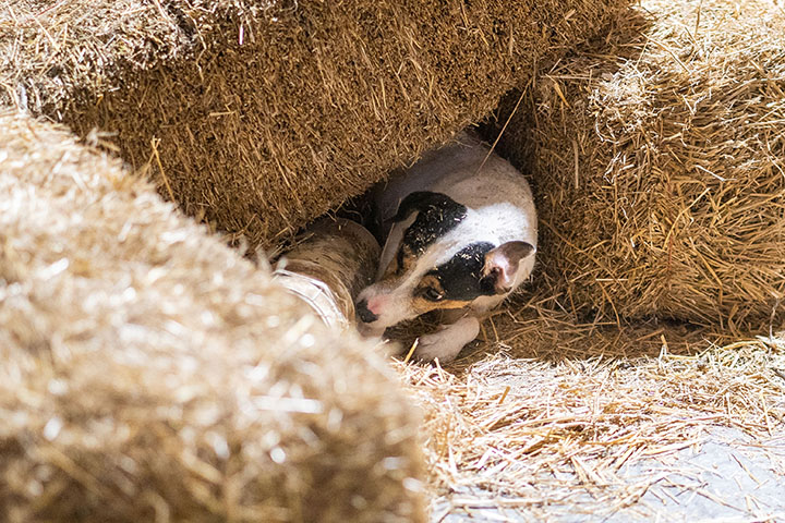 Terrier participating in a Barn Hunt trial finding a rat hidden under a leaning hay bale.