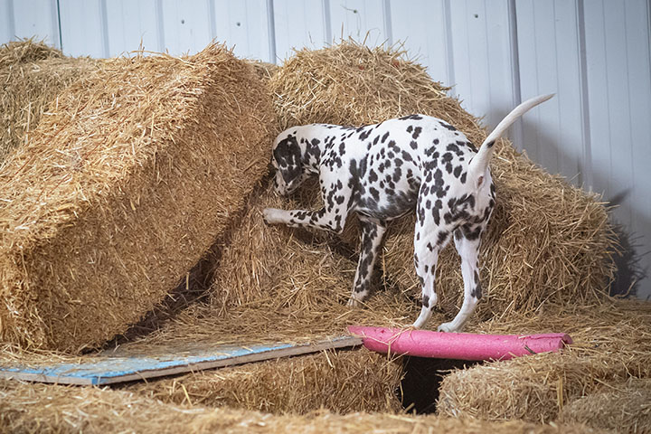 Dalmation breed of dog participating in the barn hunt sport. Pawing at a mound of hay within hay bales to alert on a rat tube being found.