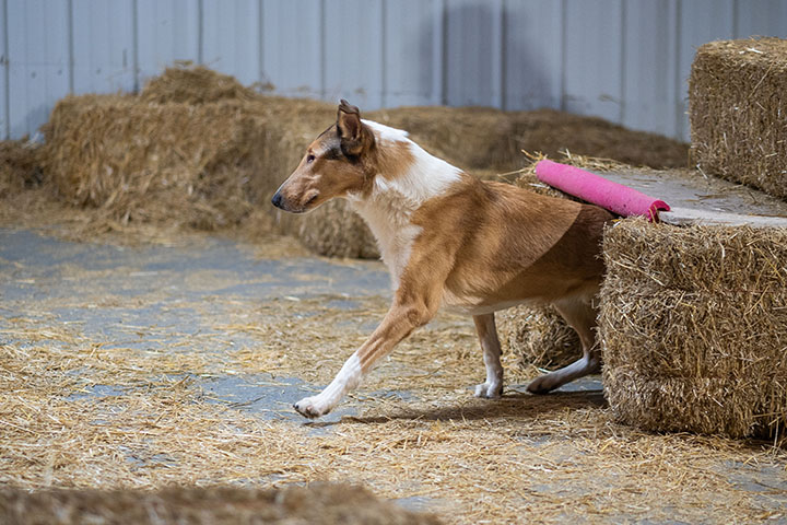 Medium sized dog coming out of a tunnel in a barn hunt trial.