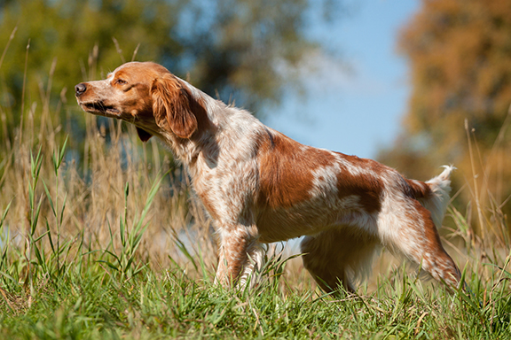 Intro to Gundogs Workshop (MB)