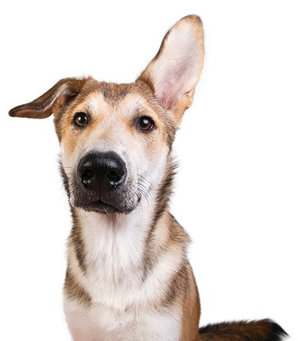 DOG TRAINING IN A COOKIE CUTTER WORLD