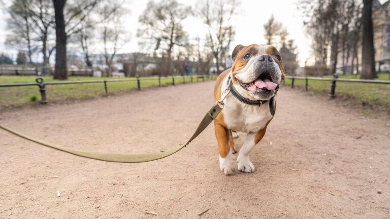 Bulldog going for a walk