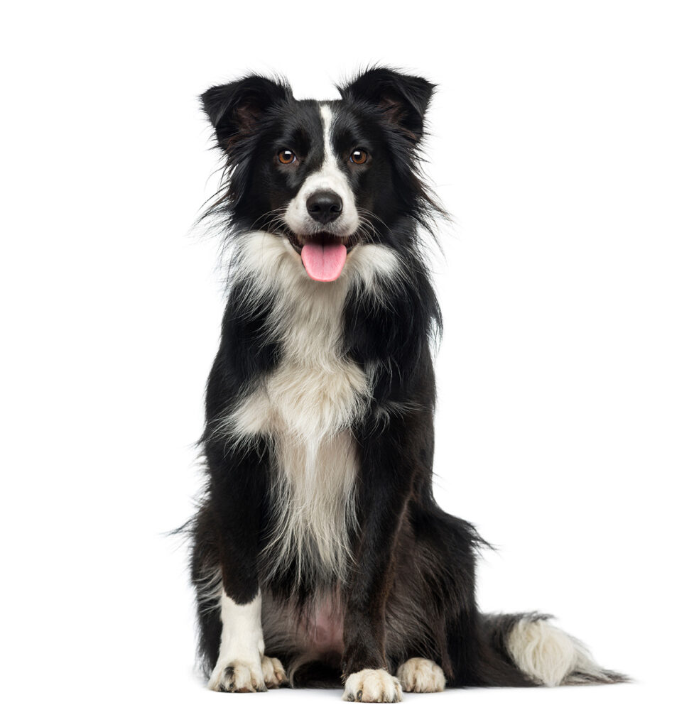 Border Collie sitting nicely.