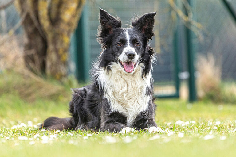 Portrait of a border collie dog waiting for a command.