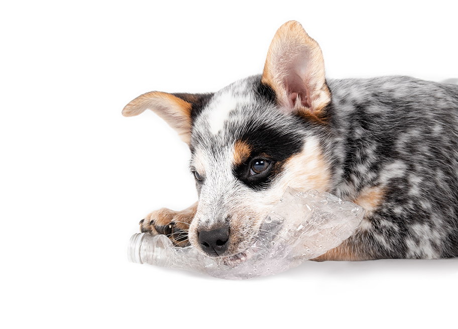 Cute puppy dog playing with plastic bottle while lying sideways. Black and white little dog chewing on empty water bottle. 9 week old blue heeler puppy or Australian cattle dog. Selective focus.