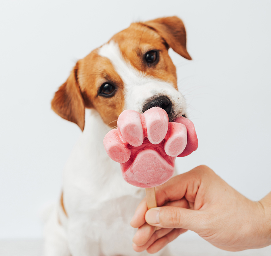 The Jack Russell Terrier eats ice cream.