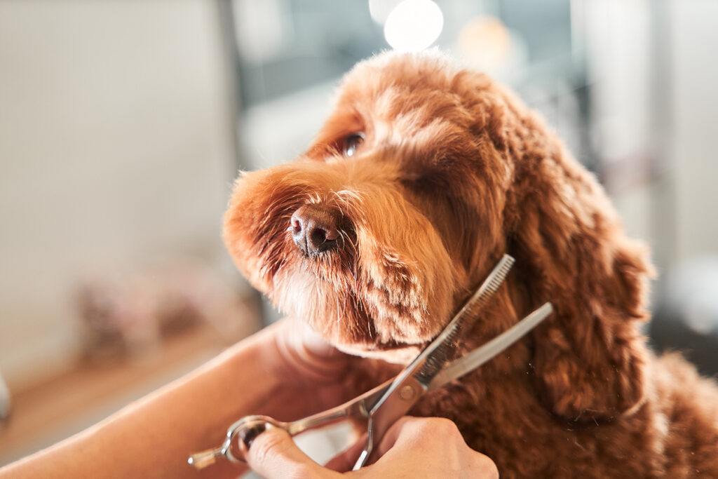 Groomers holding tools and hands near muzzle of a dog.