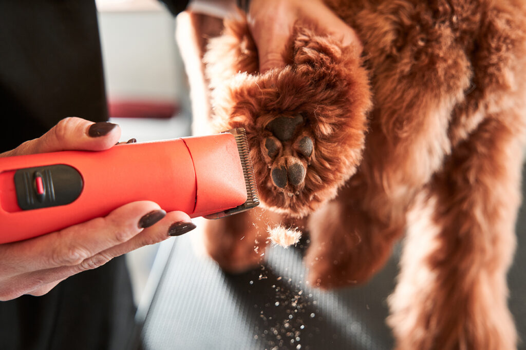 Professional grooming, a dogs paw hair with a clipper.