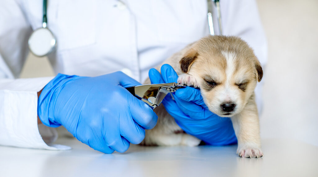 Vet technician cuts puppy nails with nail clipper in clinic.