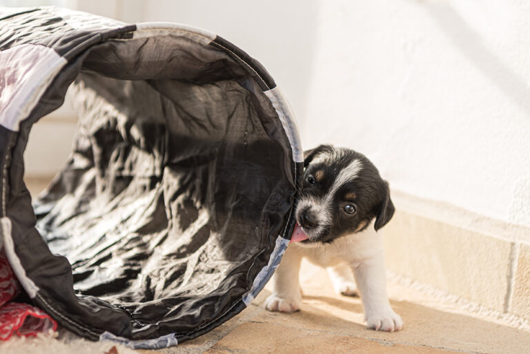Puppy exploring playfully around a tunnel, 4.5-week-old jack russell