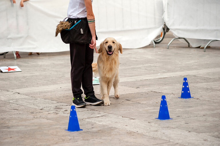 Rally Obedience