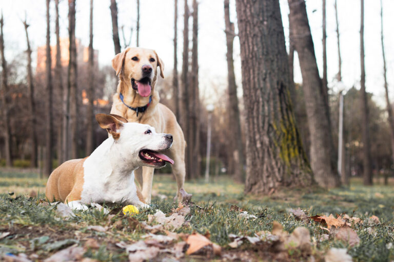 Top Tips for a Happier Dog Park Adventure