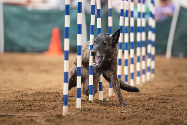 JUMP-WEAVE-CLIMB-RUN