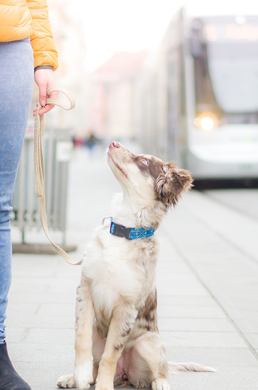 PAWSitive Beginnings: Part Two