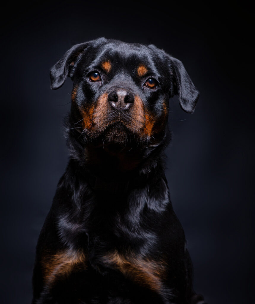 cute studio photo of a shelter dog on a isolated background