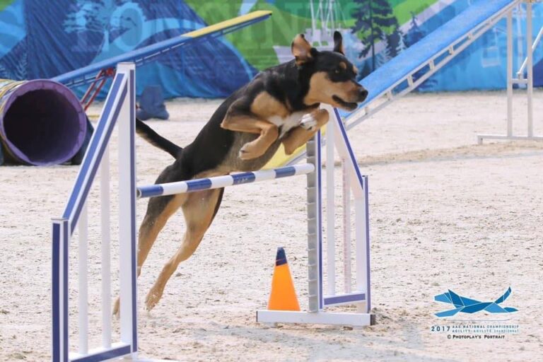 Catching for Canine Cancer UpDog Trial (SK)