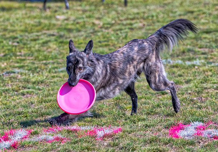 UPDOG CHALLENGE: Dive into the action and fall in love with the sport.