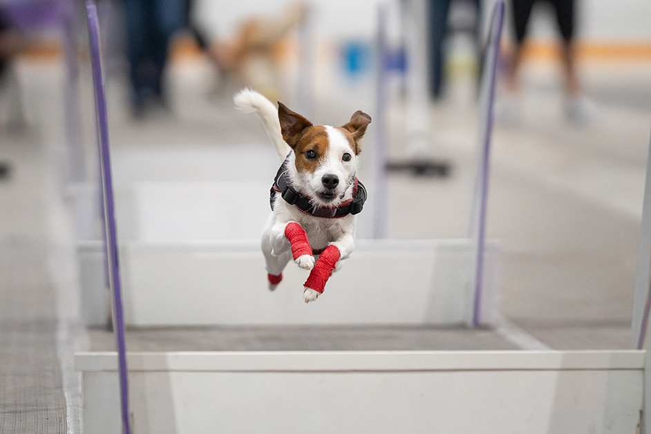 Back doing her favourite dog sport at a recent flyball tournament. 