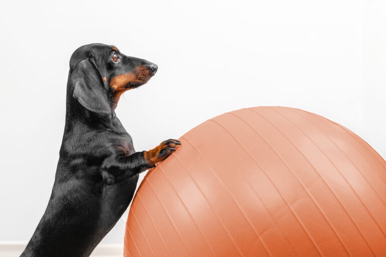 K9 Fitness Month: Unleash the Spring Zoomies!