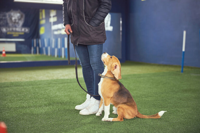 The Power of Structure: How Rules and Boundaries Build a Better Dog