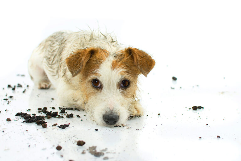 Mud Management: Surviving the Season of Soggy Paws
